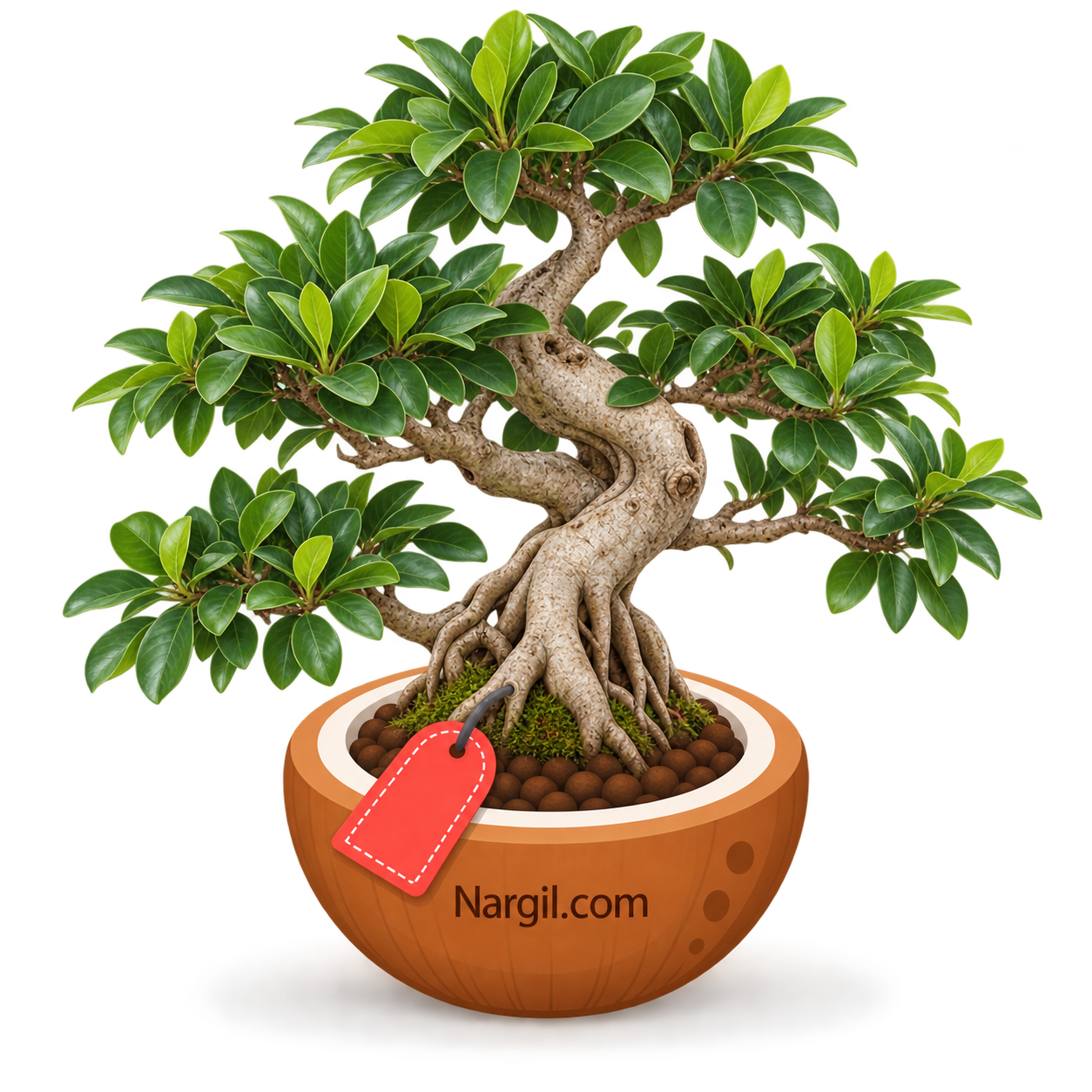 Nargil_Ficus retusa Bonsai